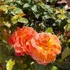 annapell575